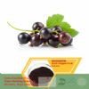 Blackcurrant Extract 